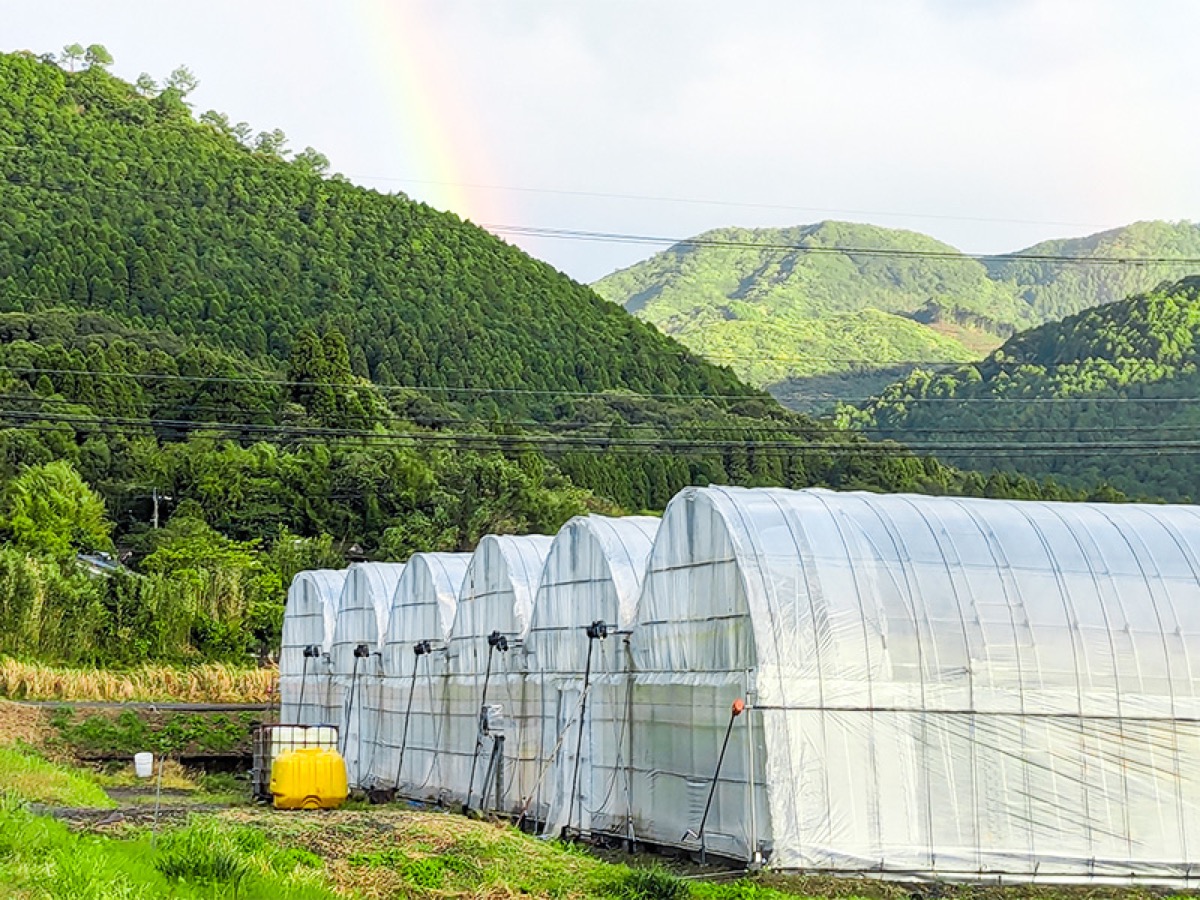 虹と農場の風景